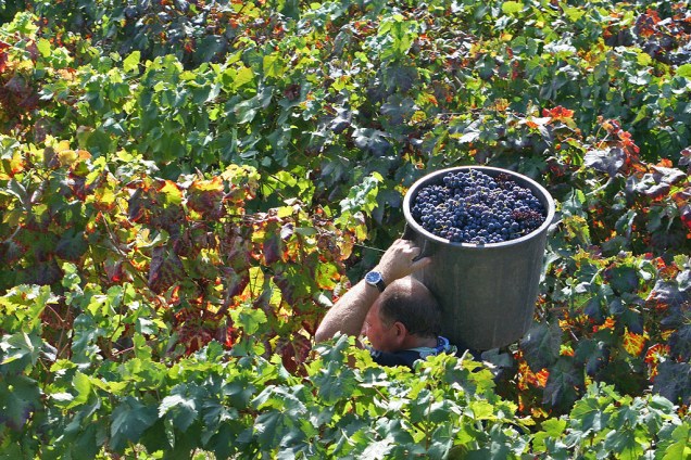 Em setembro, começa a festa da vindima (colheita da uva) na região; na foto, agricultor colhe as frutas para fabricar o vinho em Santa Marta de Penaguião, uma vila de pouco mais de mil habitantes, ao norte do Douro