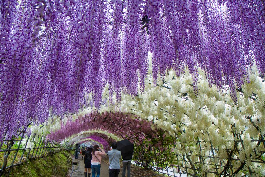 Wisteria túnel de flores no Japão