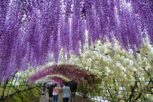 wisteria-tunel-de-flores-no-japao.jpeg