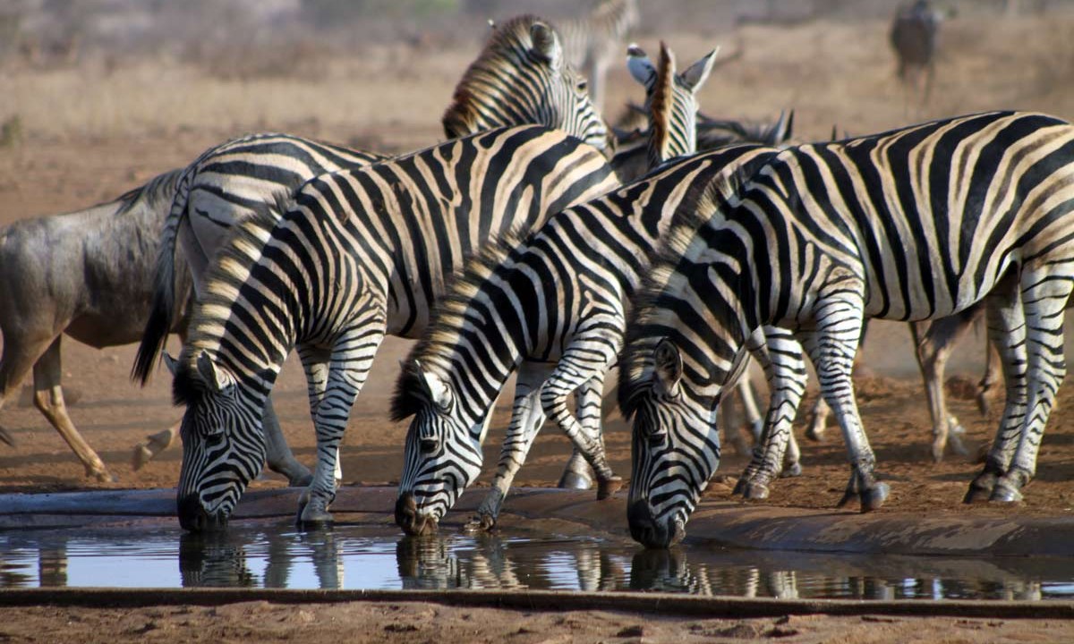 zebras - kruger national park - nelspruit - africa do sul