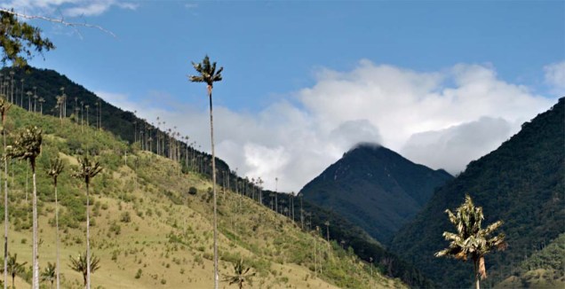 Parque Nacional Valle Del Cocora, onde estão as palmas de cera - palmeiras finas e compridíssimas