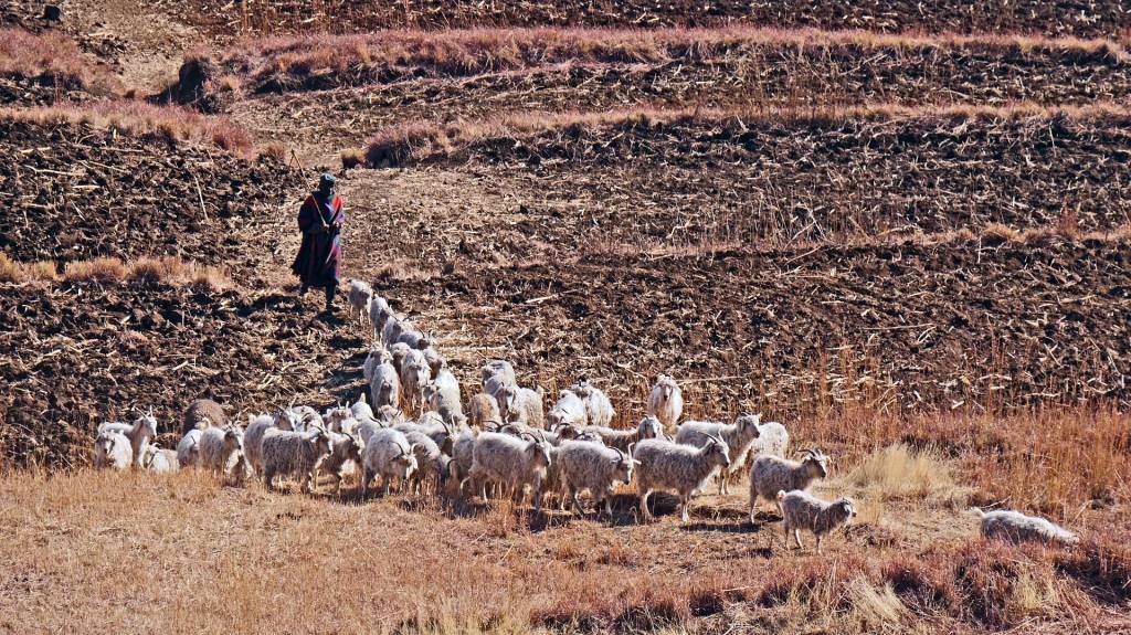Até as cabras do Lesotho sabem que o país exige visto de brasileiros. Já eu...