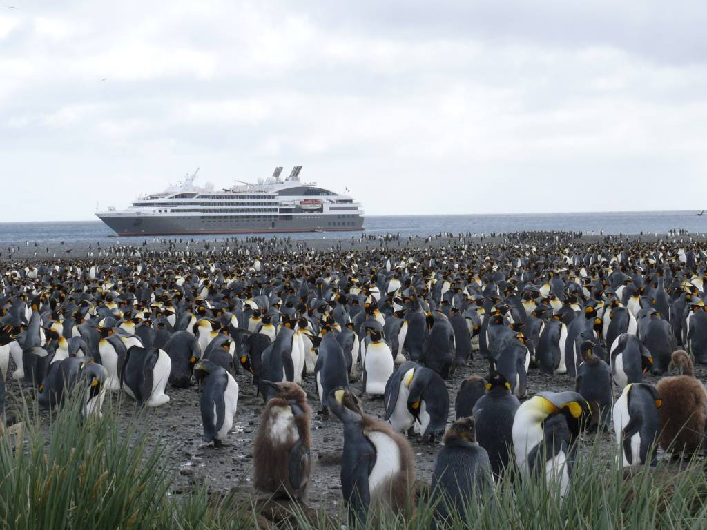 Navio de cruzeiro passa próximo à ilha repleta de pinguins imperadores, na Antártica