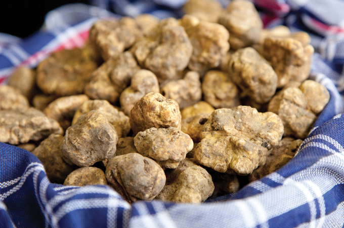 Trufas Brancas Trufas Brancas