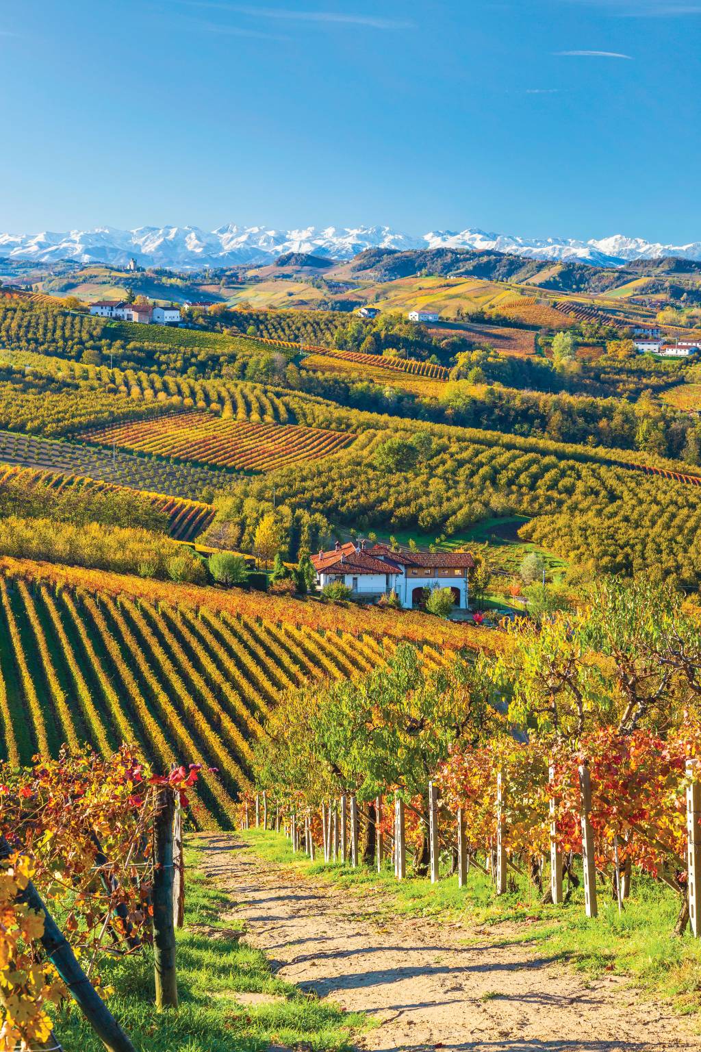 Estradinhas nos arredores de Alba, na região do Piemonte, na Itália Panorâmica da cidade de Alba, com estradinhas, casinhas e vinhedos espalhados sobre colinas