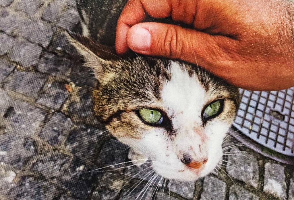 gato, Santiago de Compostela, Espanha A mão do fotógrafo acaricia a cabeça de um gato, dócil, em uma rua de paralelepípedos de pedra
