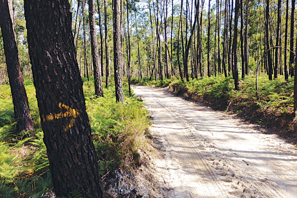 Uma estrada se estende em meio à floresta, enquanto em primeiro plano uma seta pintada à mão no tronco de uma árvore aponta para o caminho