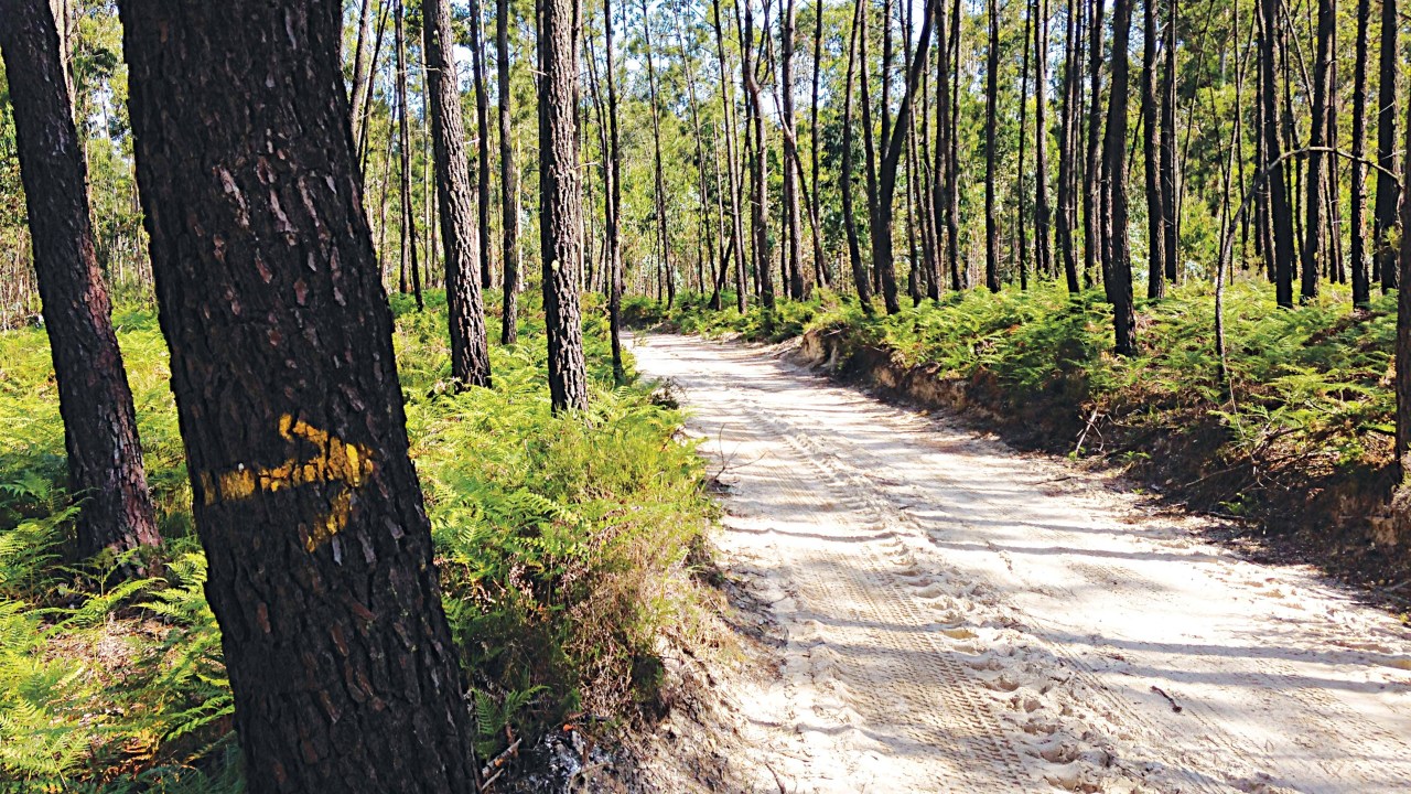Uma estrada se estende em meio à floresta, enquanto em primeiro plano uma seta pintada à mão no tronco de uma árvore aponta para o caminho