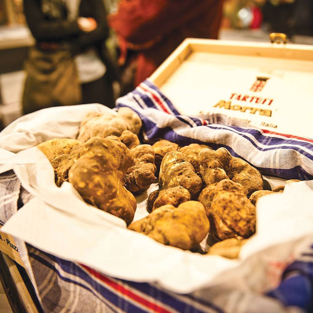 Trufas da região do Piemonte, na Itália Trufas brancas dentro de uma caixa