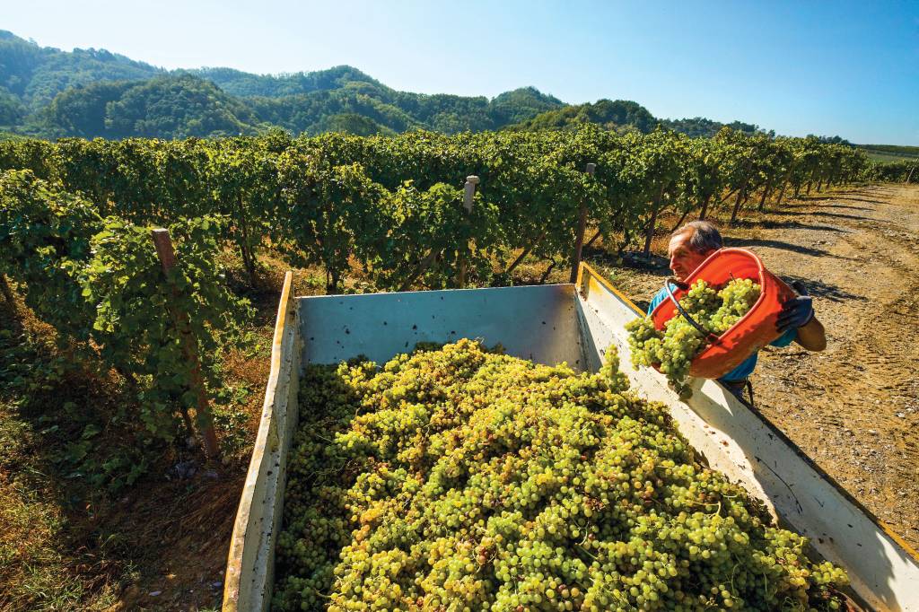 Trabalhador despeja uvas dentro de um veículo. Ao fundo, vinhedos da Vinícola Villa Sparina