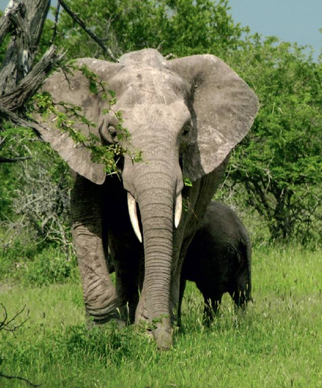 Elefante do Kruger
