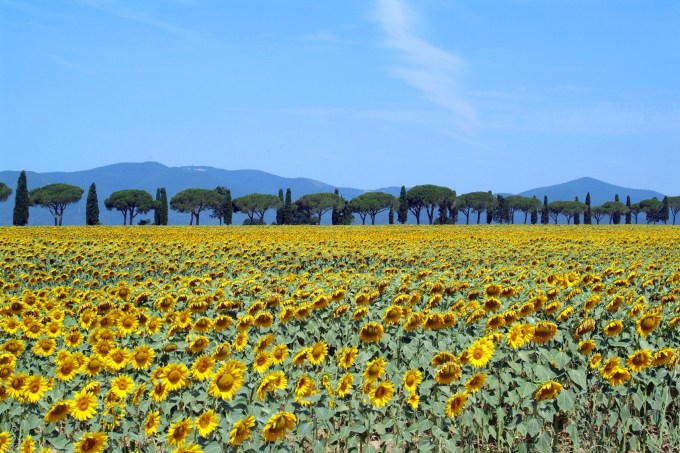 Campo de girassóis, Toscana, Itália
