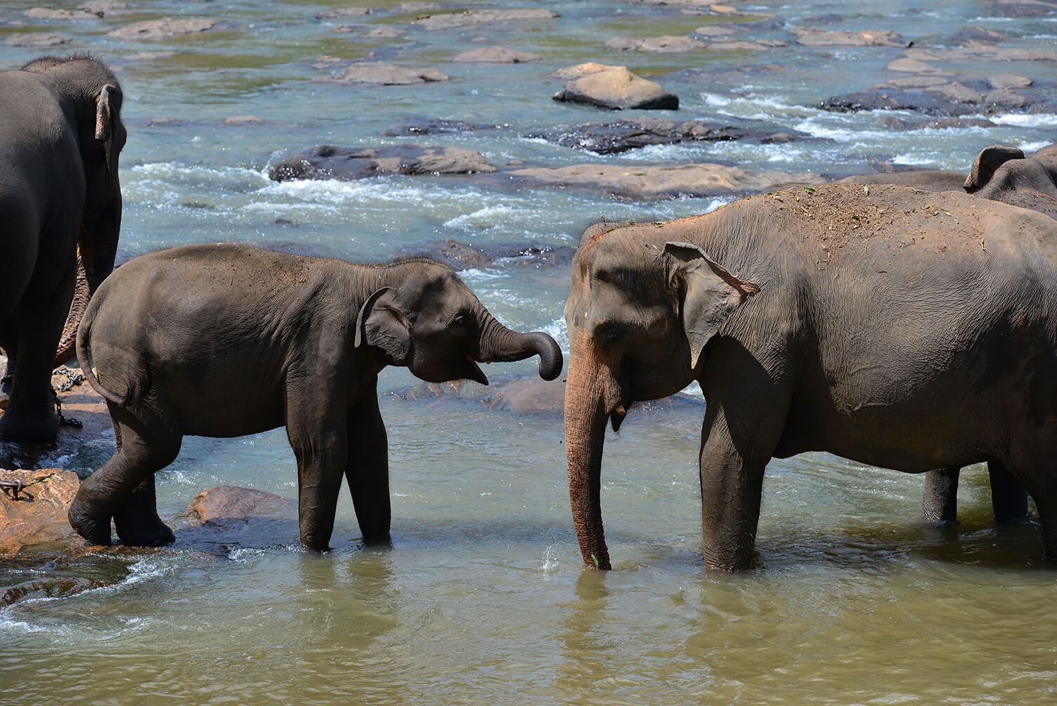 Dois elefantes, um pequeno e outro maior, brincam entre as pedras e as águas de um rio