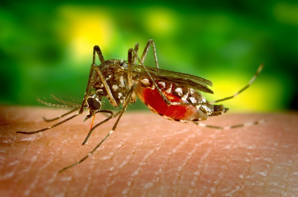 Mosquito Aedes aegypti transmissor doenças dengue febre amarela cartao de vacinacao internacional
