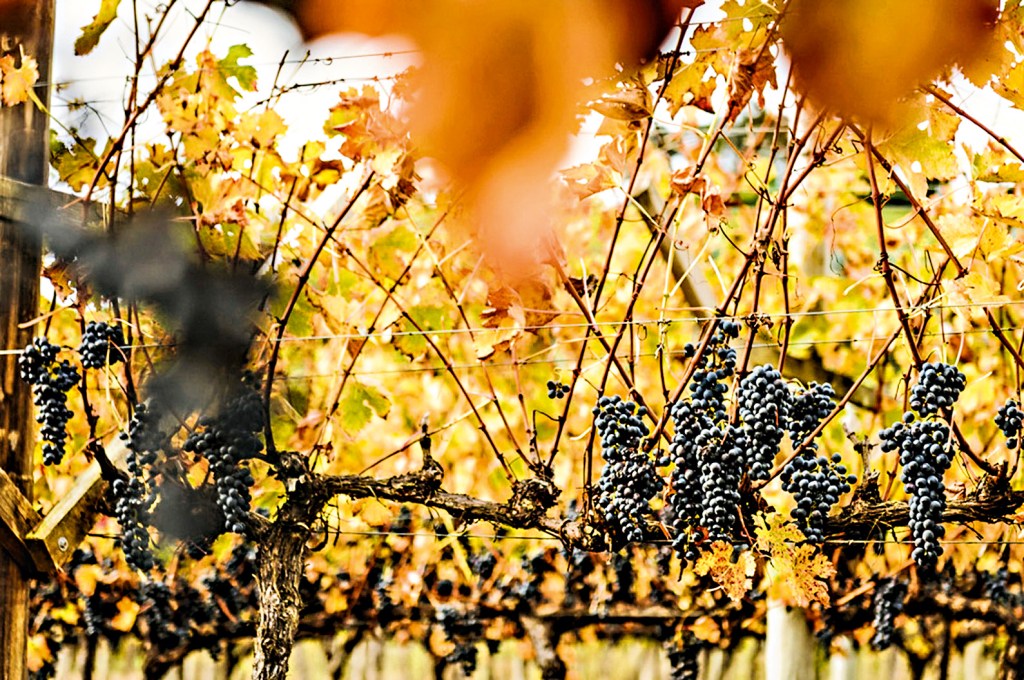 Cachos de uvas em foco dentro de um vinhedo, com dezenas de árvores atrás. : como foi a péssima experiência de fazer o tour pela vinícola Villa Francioni, em São Joaquim (SC)
