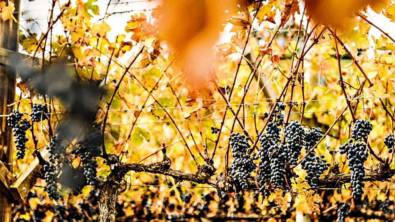 Cachos de uvas em foco dentro de um vinhedo, com dezenas de árvores atrás. : como foi a péssima experiência de fazer o tour pela vinícola Villa Francioni, em São Joaquim (SC)