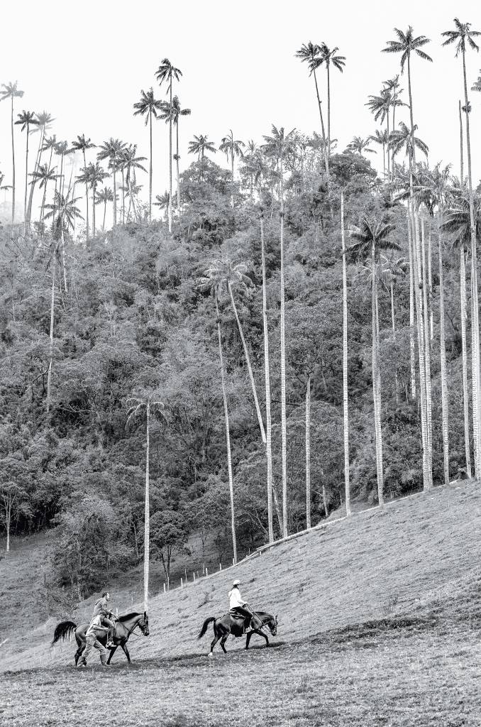 Enormes palmas de cera no Parque Nacional Valle del Cocora