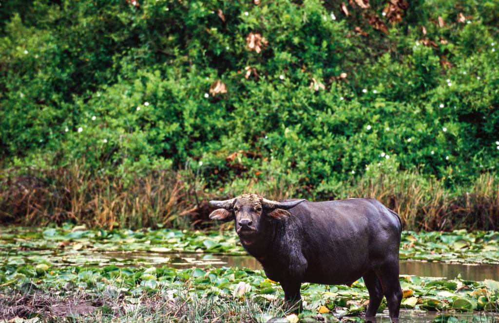 Um búfalo encara a câmera, cercado pela vegetação de manguezal