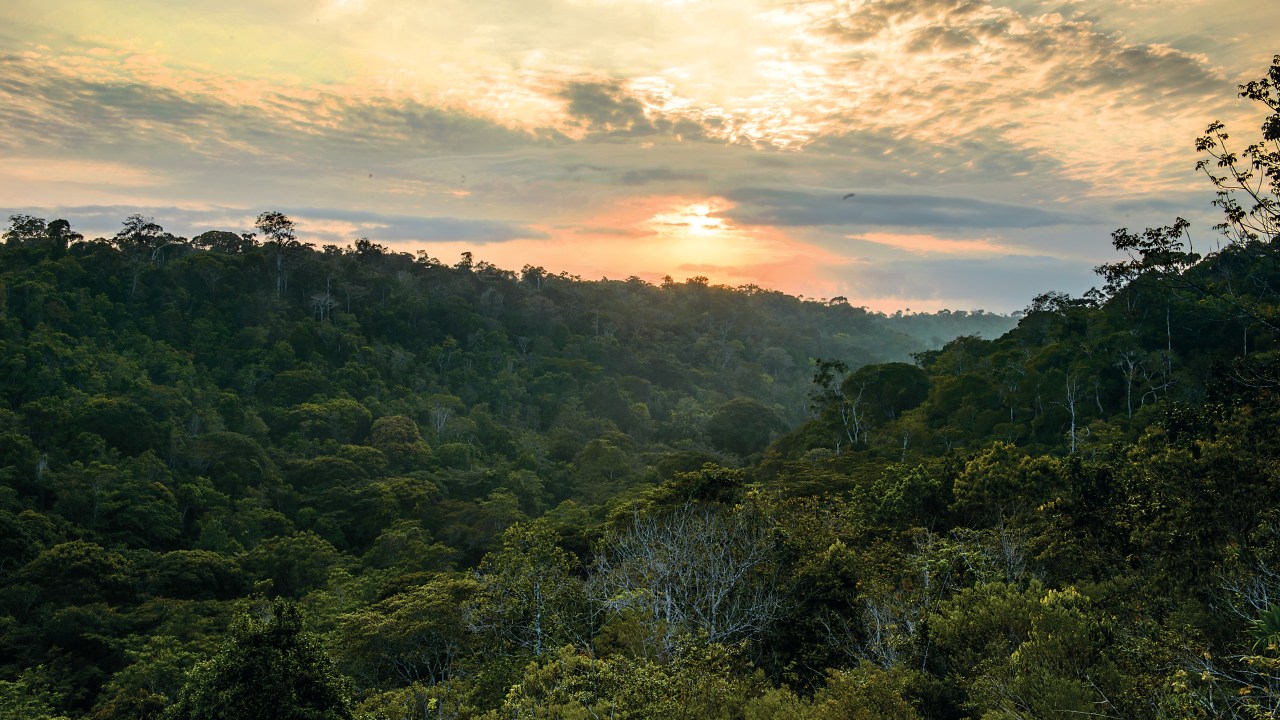 Vista panorâmica da imensidão tropical da floresta