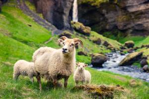 Ovelhas com dois filhotes em campo com cachoeira ao fundo na Islandia, norte da Europa