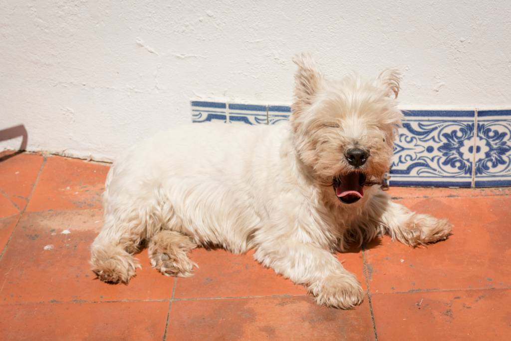 Meu véio Google na varanda: pet friendly