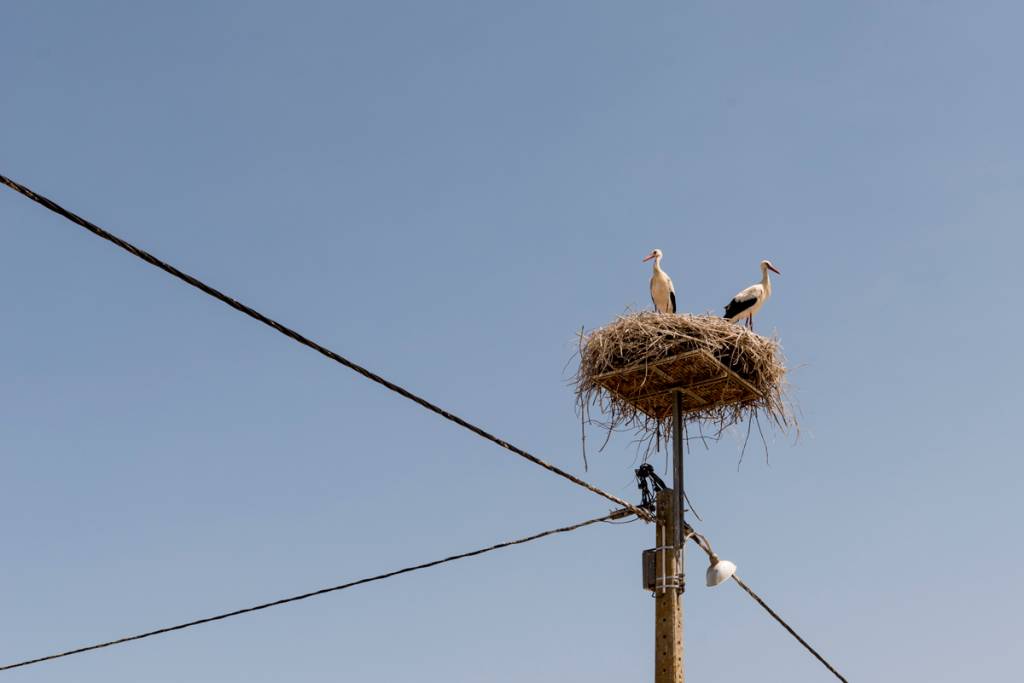 Simpáticas cegonhas no ninho: campo e mar