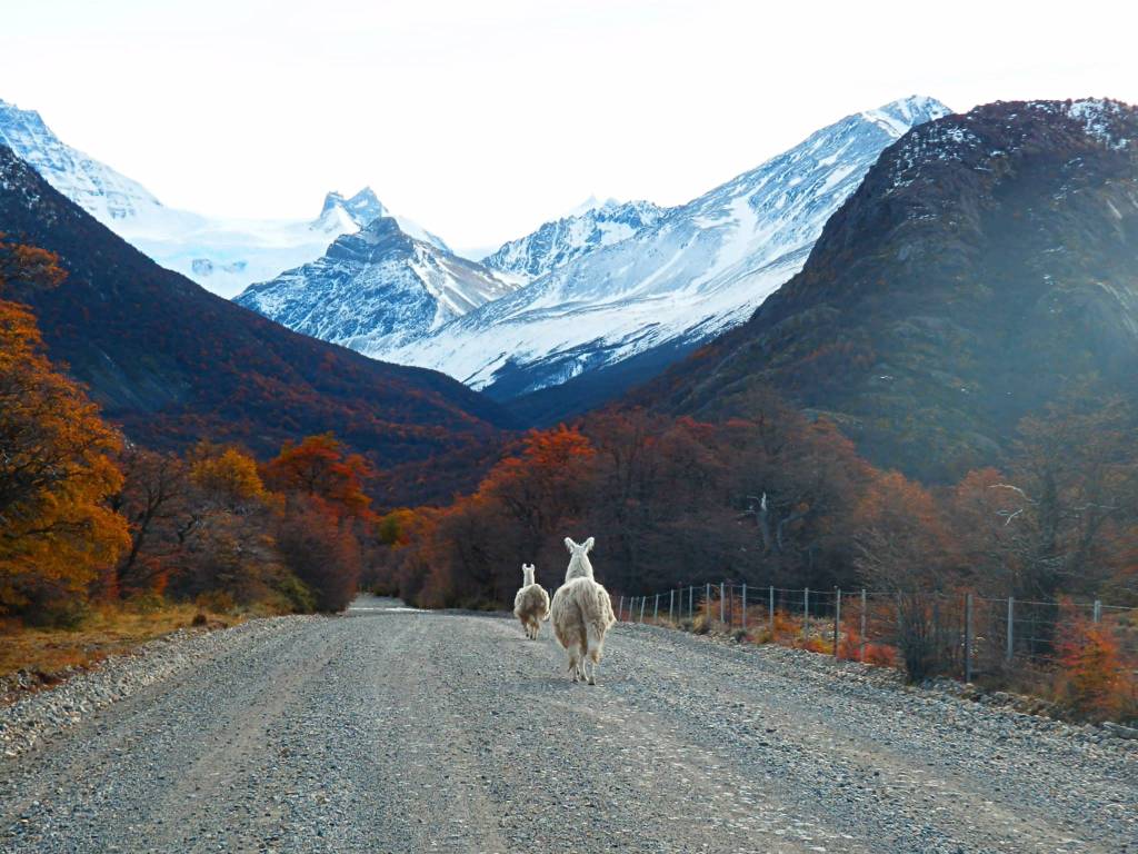 Guanacos passeando por um outonal Parque Nacional Tierra del Fuego. 