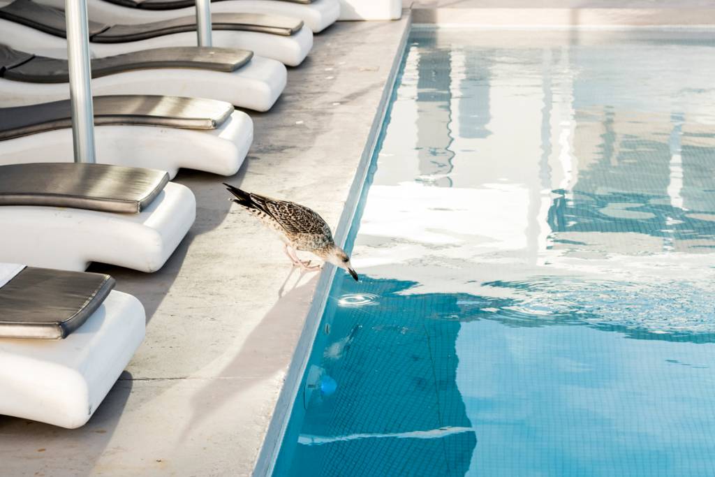 Vai um golinho ai? Até a gaivota confunde o que é mar, o que é piscina