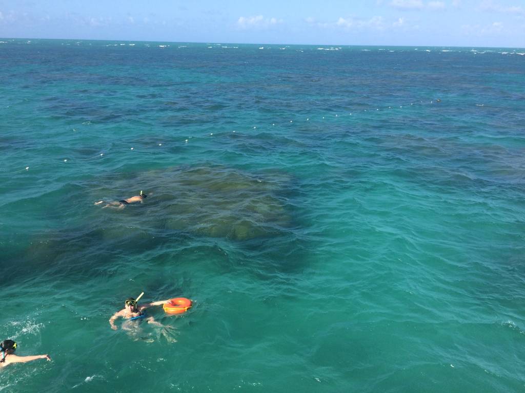 Maracajau