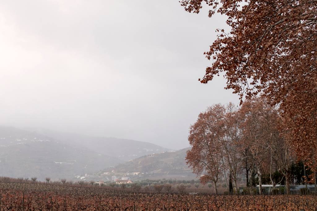 Os vinhedos da quinta: poéticos até no inverno