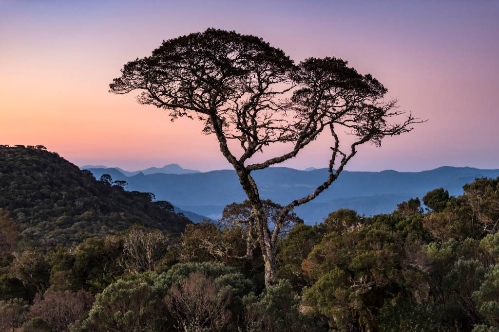 Serra Catarinense