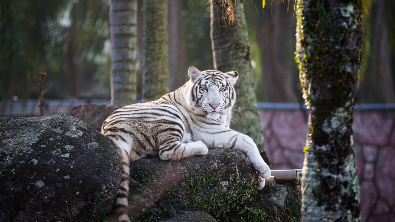 Tigre Branco no zoológico do Beto Carrero World