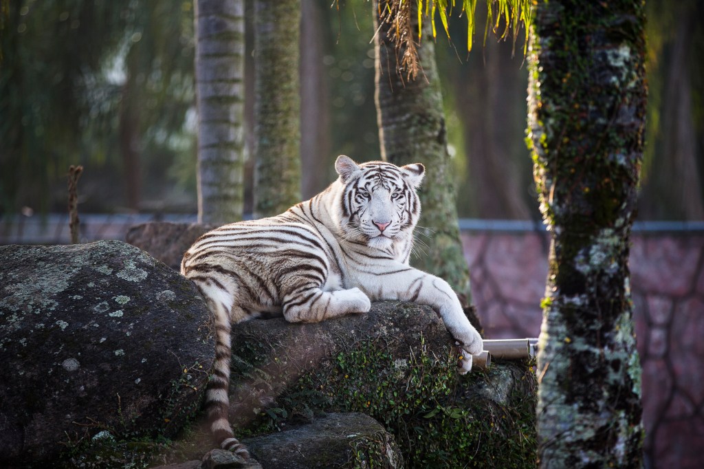 Tigre Branco no zoológico do Beto Carrero World