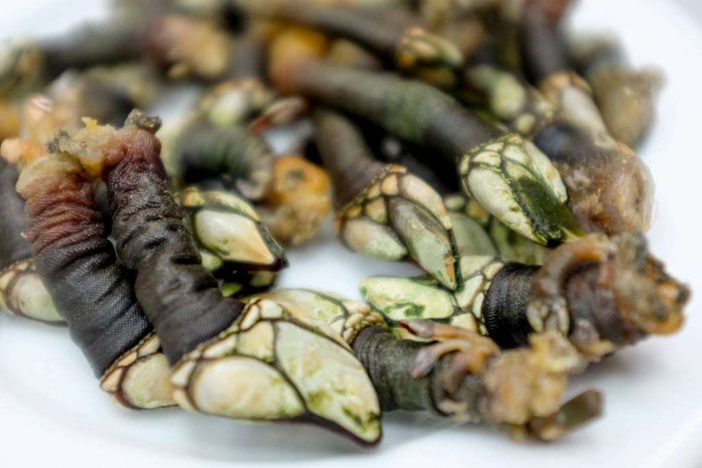 Os esquisitões (e deliciosos) percebes: gosto de maresia