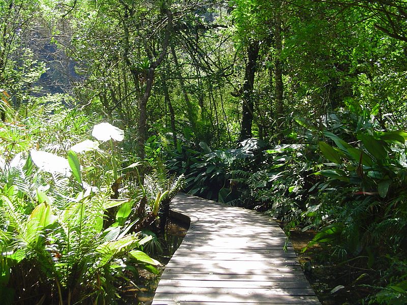 Essa passarela de madeira leva à Universidade Livre do Meio Ambiente, um dos mais belos lugares de Curitiba