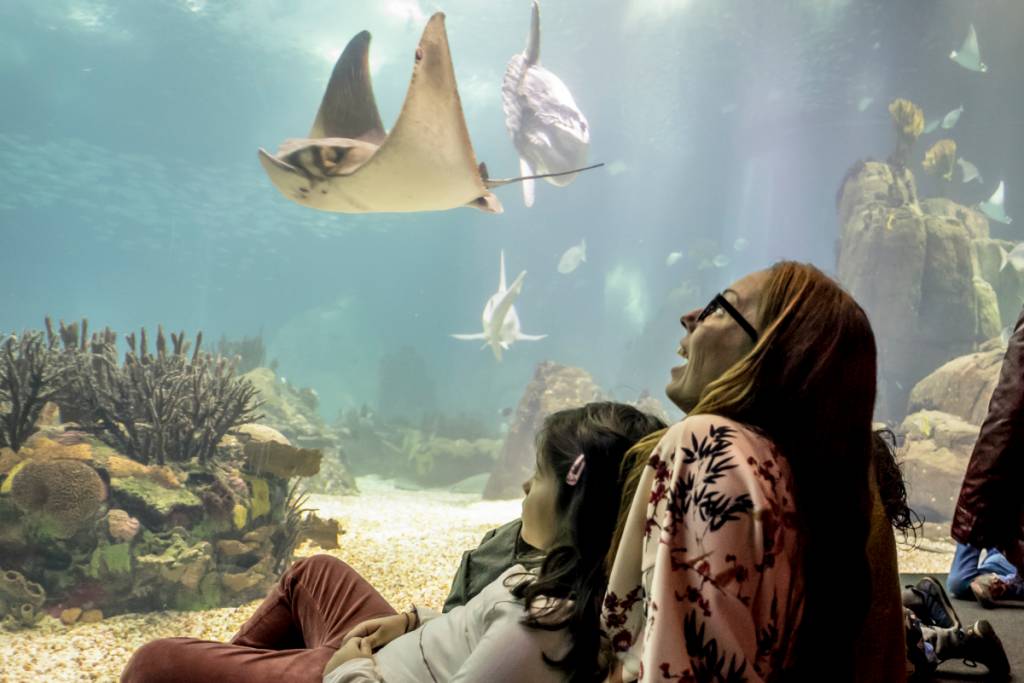 O imenso aquário central do Oceanário, com peixe-lua, tubarões, mantas e milhares de peixes