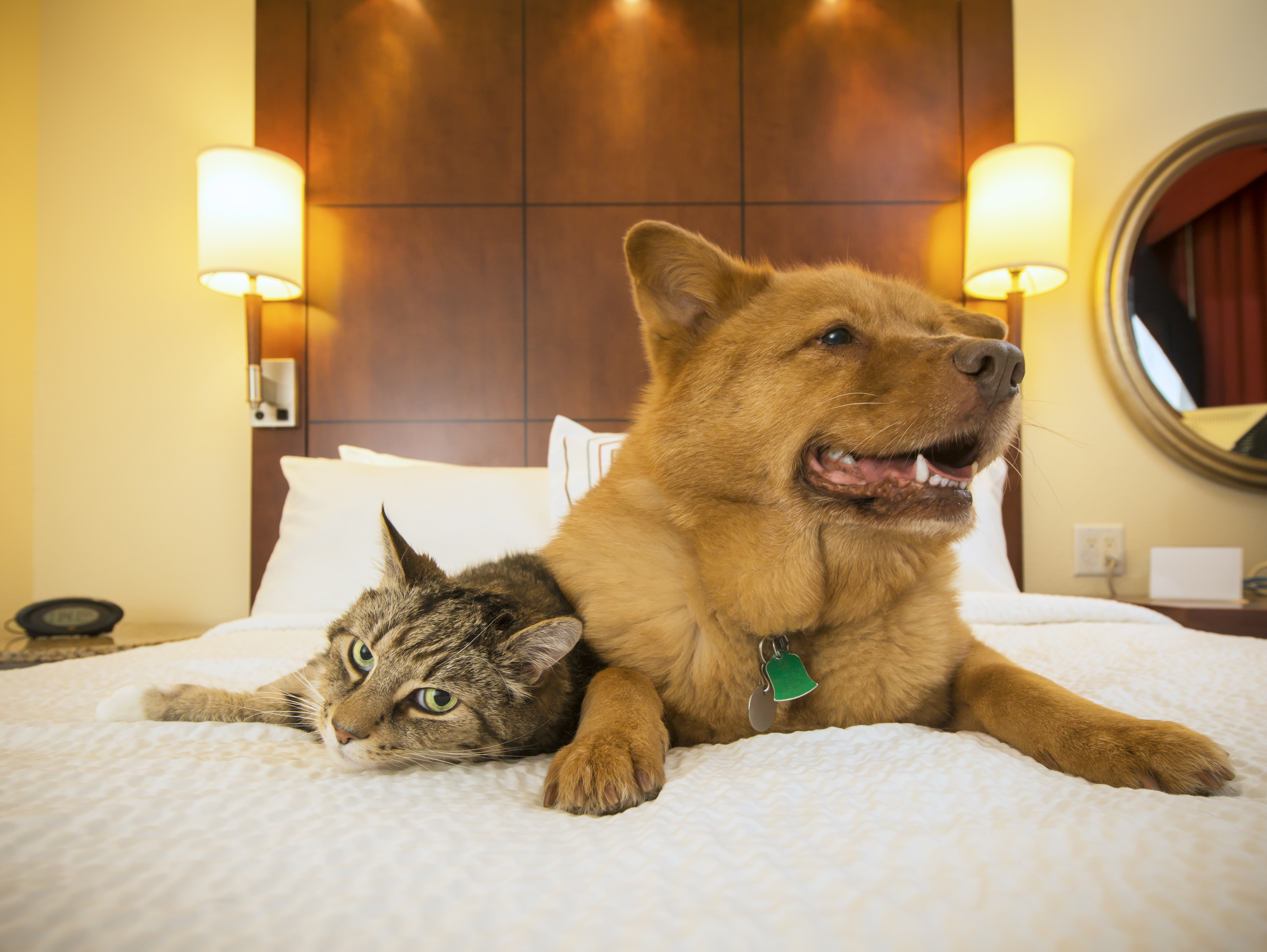 Cachorro e gato em quarto de hotel