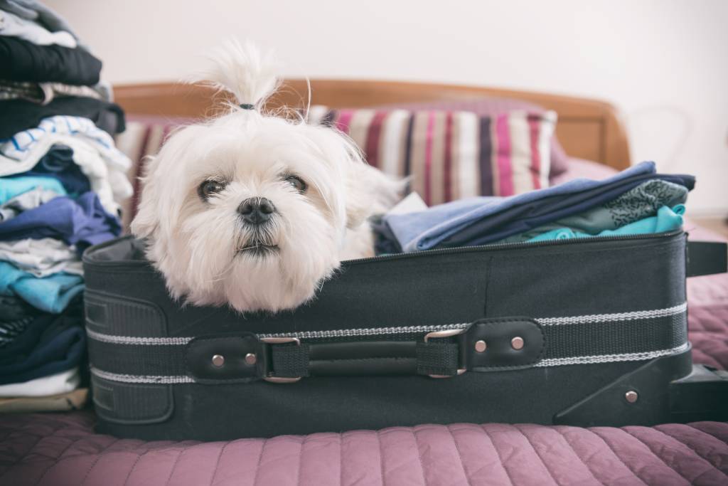 Cachorro em mala - viagem com animais