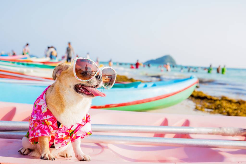 Cachorro na praia