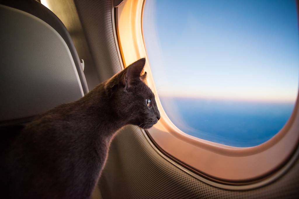 Gato em avião