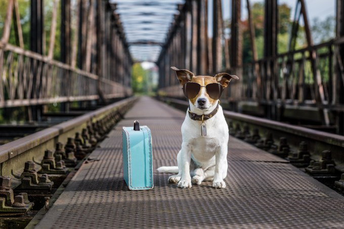 Viagem com animais: cachorro com mala