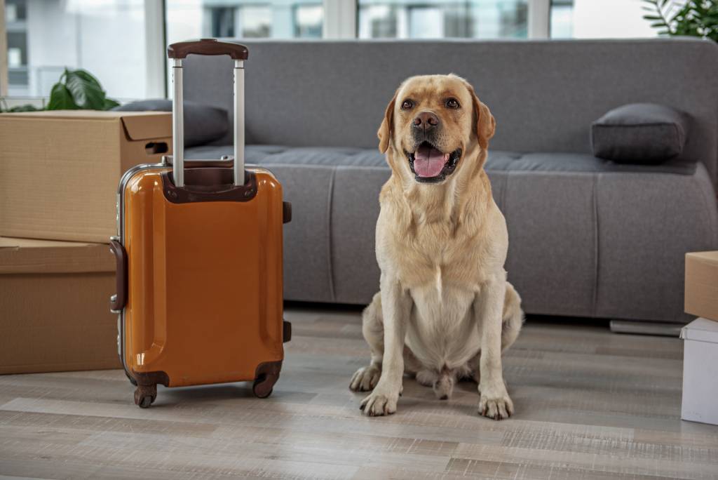 Cachorro ao lado de bagagem - viagem com animais