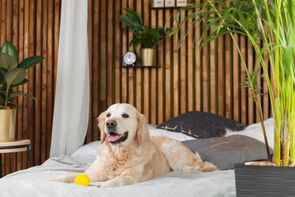 Cão em cama de hotel