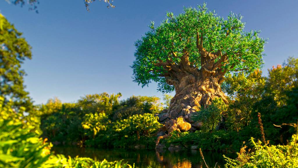 Baobá, árvore-símbolo do Animal Kingdom