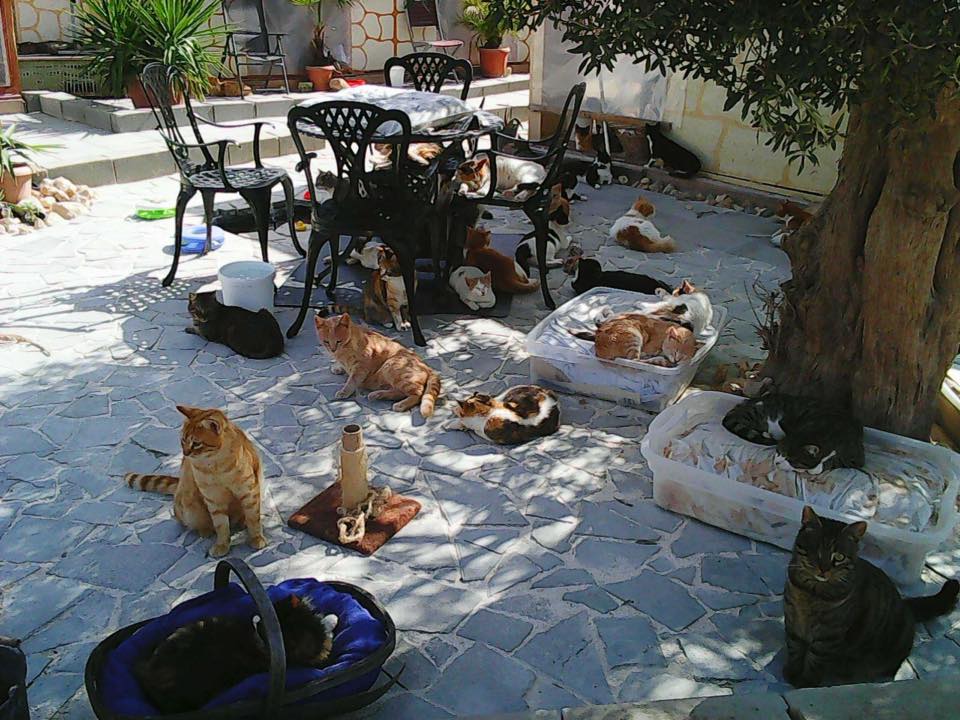 O Tala Monastery Cats é uma associação voluntária que cuida de gatos abandonados