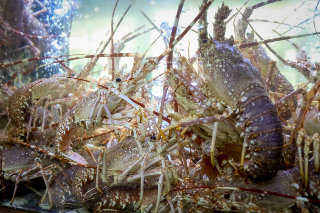 Aquario frutos do mar cervejaria lisboa O clássico aquário de frutos do mar na estrada das cervejarias: tudo fresquinho