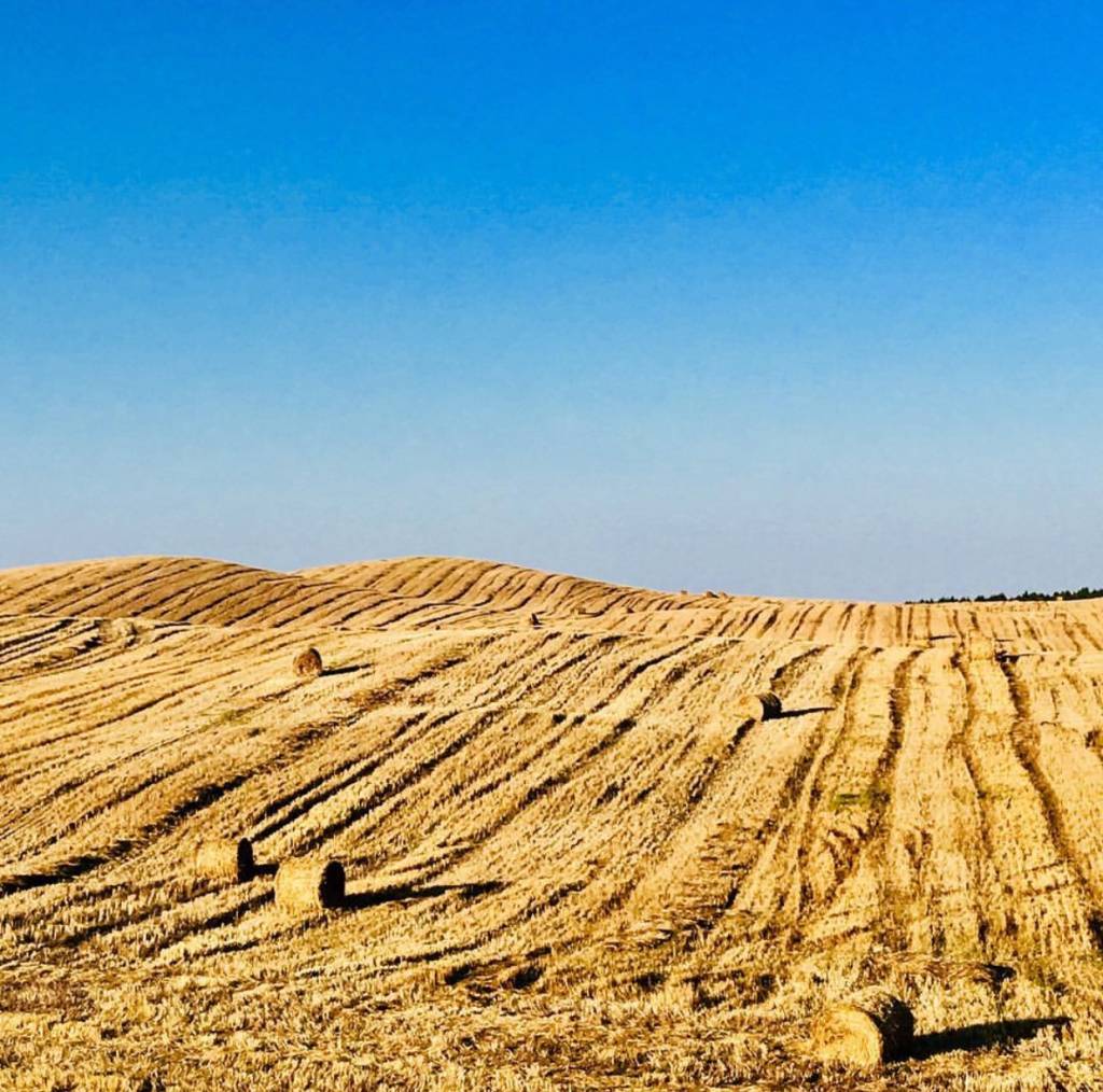 O dourado sobe e desce do Alentejo: cenário perfeito para viagens de carro 