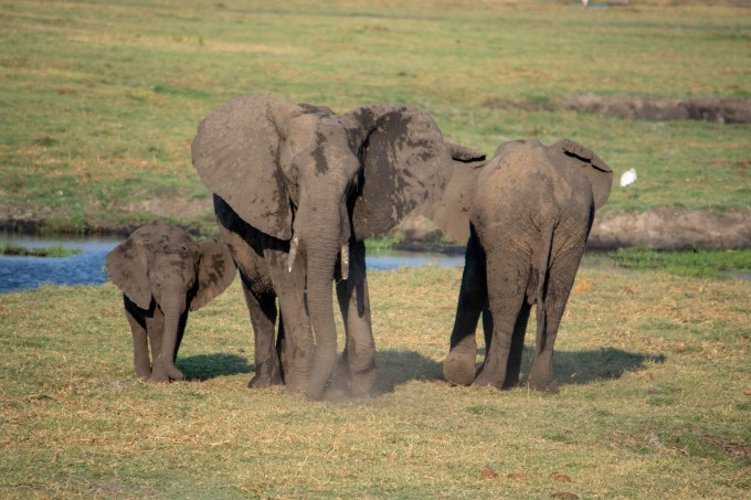 Elefantes Chobe