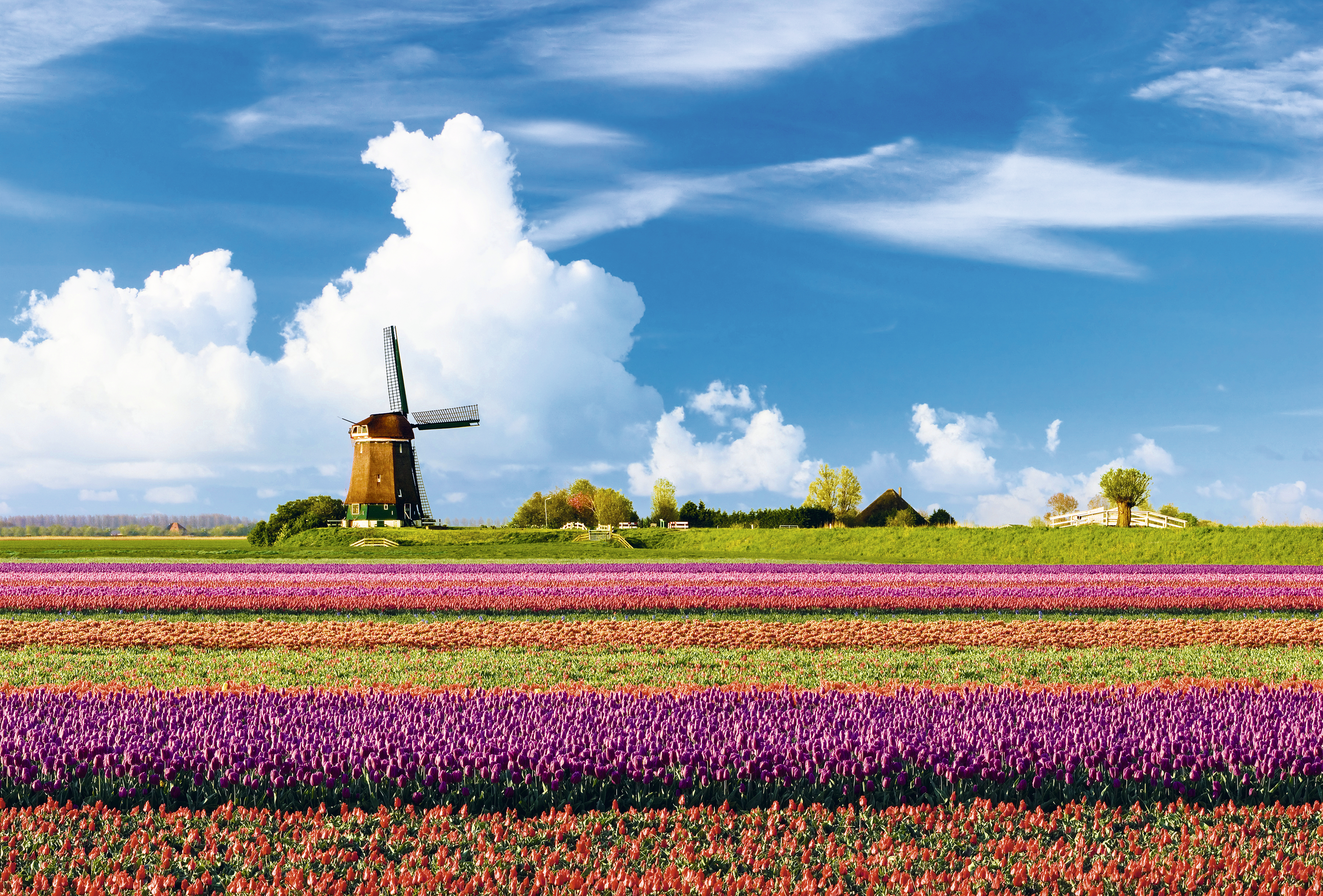 A primavera na Holanda é esta paisagem clássica