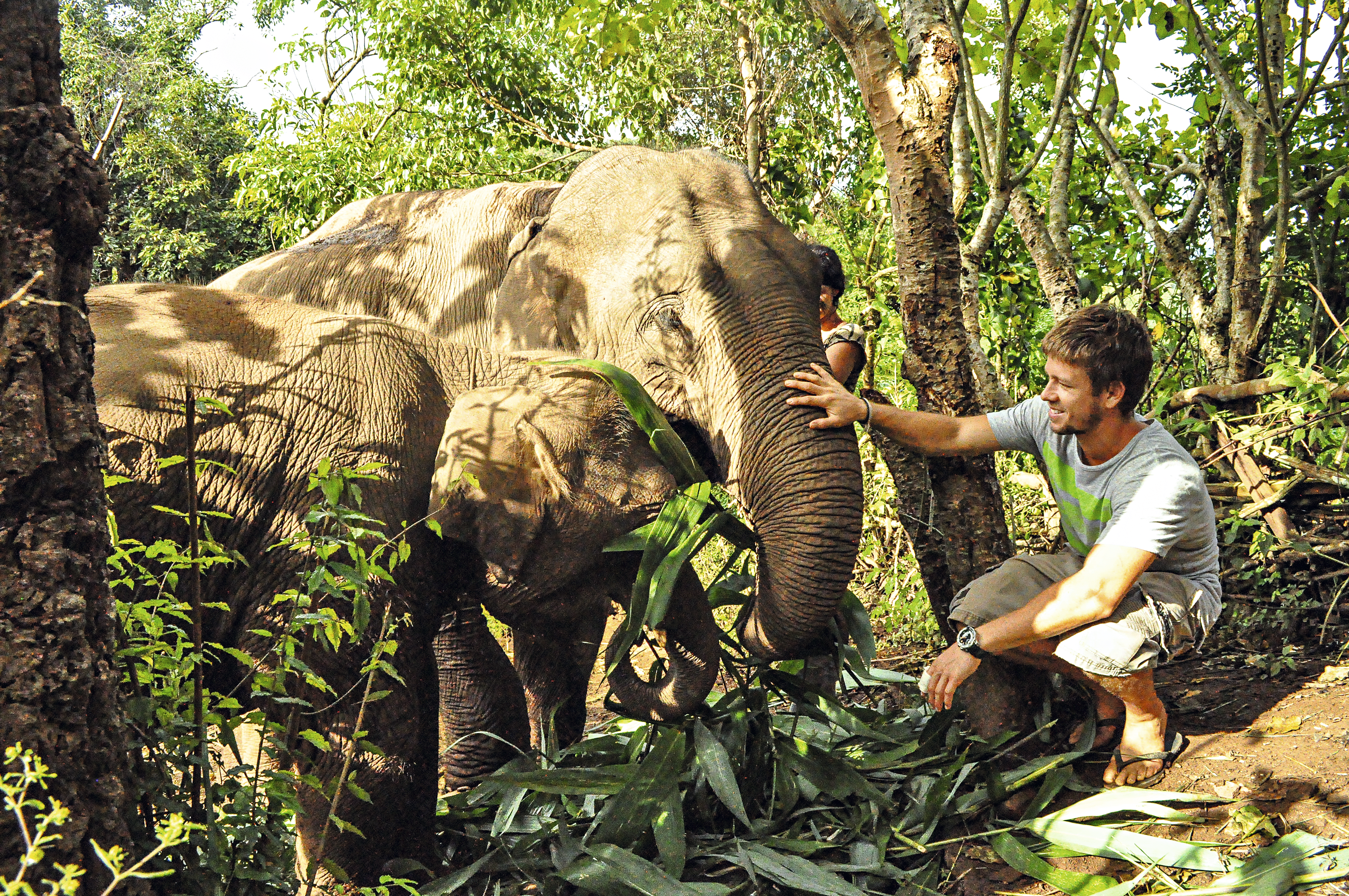 Homem alimentando elefante